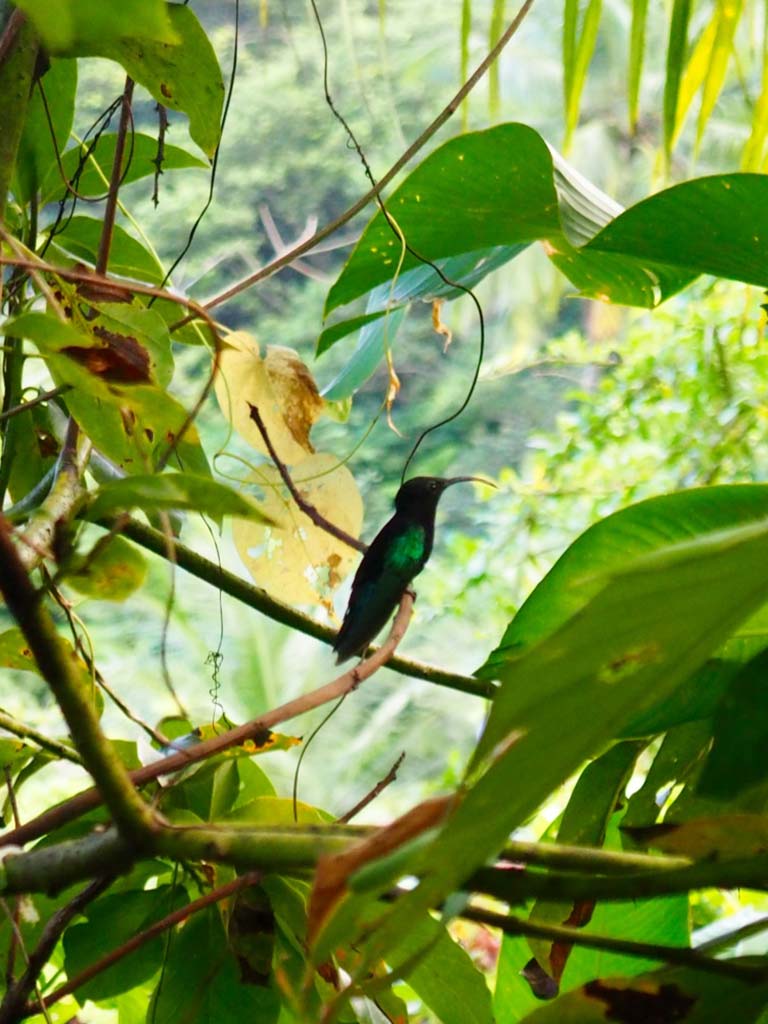 Dominican Bird Life