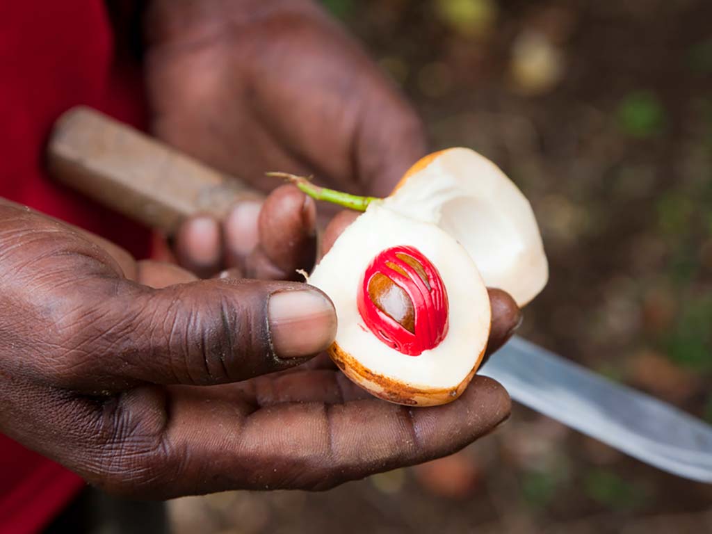 A tour guide opens a nutmeg seed on Pomme's Farm, Dominica.