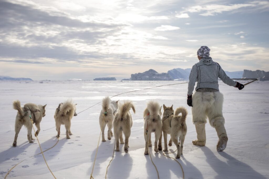 Greenland Sled Dogs