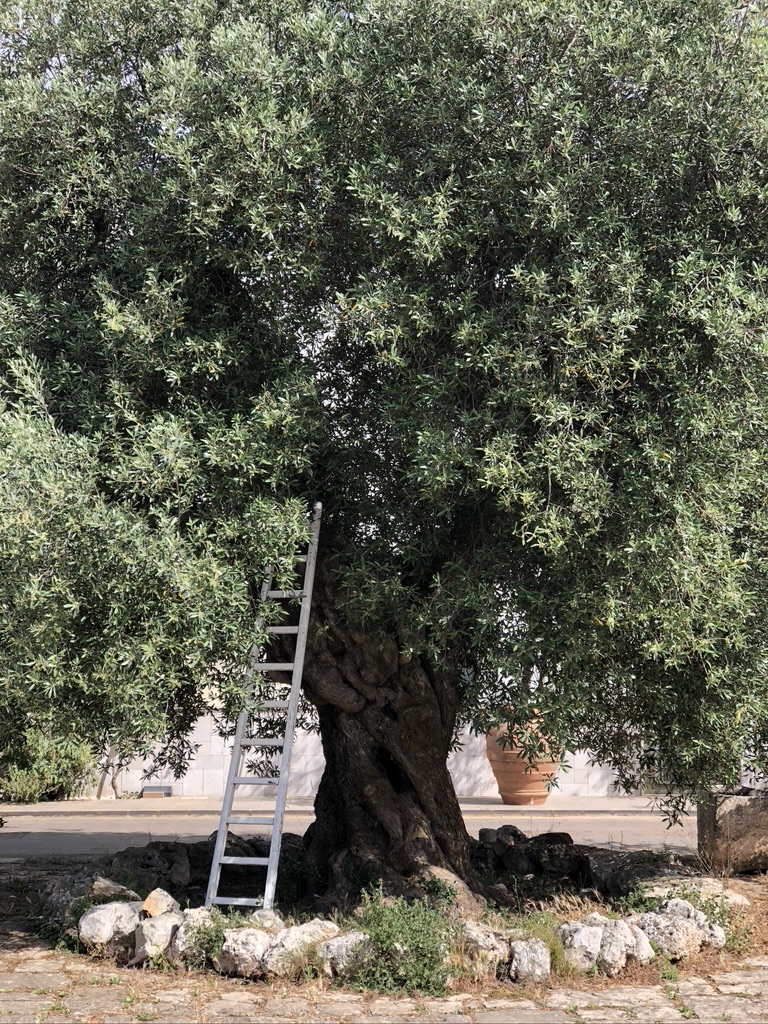 Ancient Olive Tree in Puglia, Italy